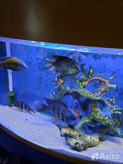 Цихлиды для аквариума