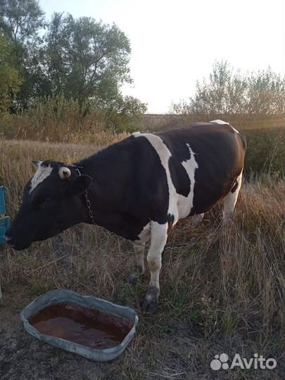 Лошадь и бык