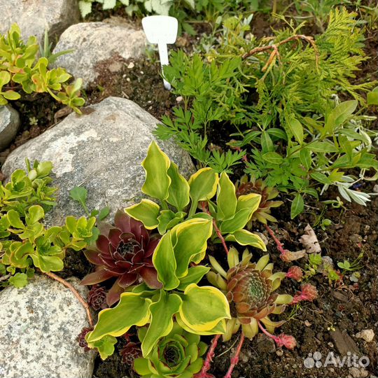 Многолетники для альпийской горки