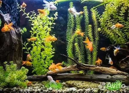 Аквариум с рыбками продам