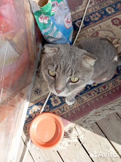 Вислоухий кот