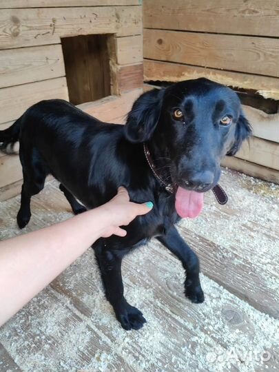 Бывшедомашний пес пропадает в приюте