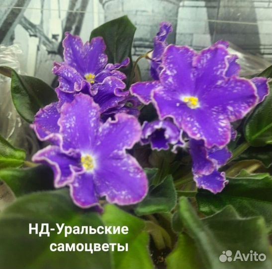 Детки сортовых фиалок