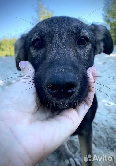 Щенок в добрые руки бесплатно