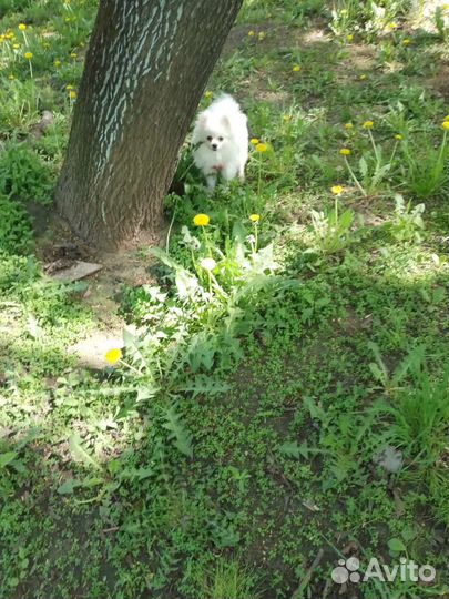 Белый померанский шпиц девочка