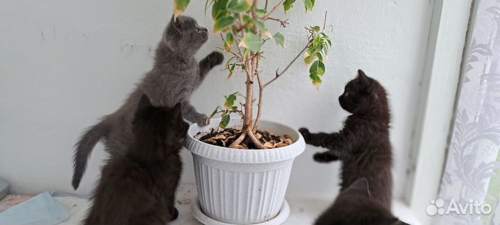 Котята в добрые руки, бесплатно