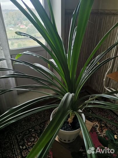 Пальма панданус большая