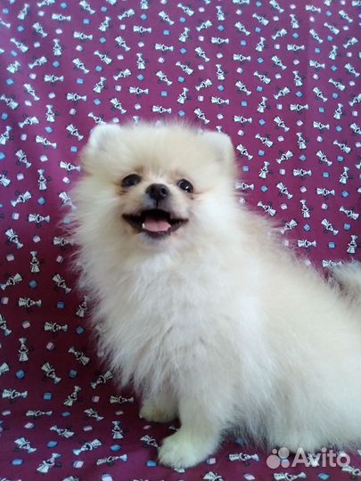 Щенки шпица мини