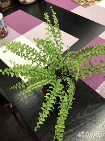 Папоротник комнатный