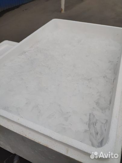 Форель (Живая, Свежемороженая)