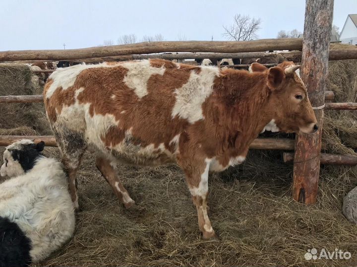 Продам коров