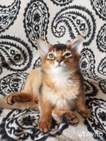 Сомалийская кошка