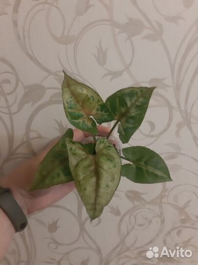 Сингониумы сортовые