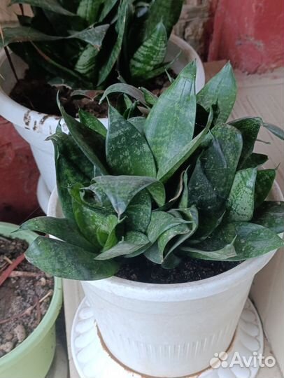 Диффенбахия