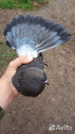 Голуби