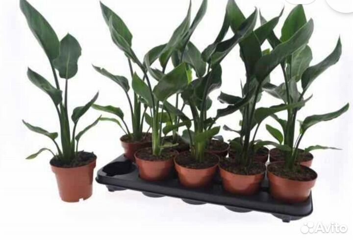 Стрелиция регина королевская