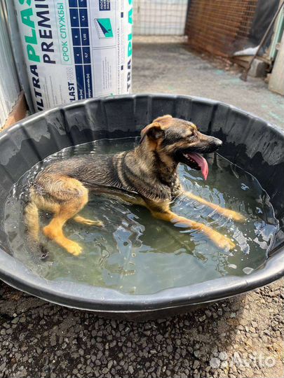 Собака водолаз из приюта в дар