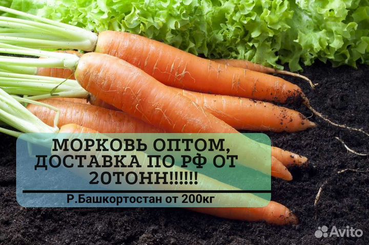 Морковь оптом от 20 тонн