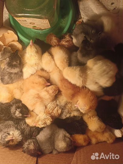 Цыплята суточные несушки и бройлеры, доминанты