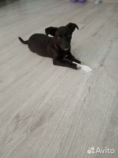 Щенок от маленькой собаки