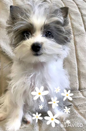 Девочка блюберри