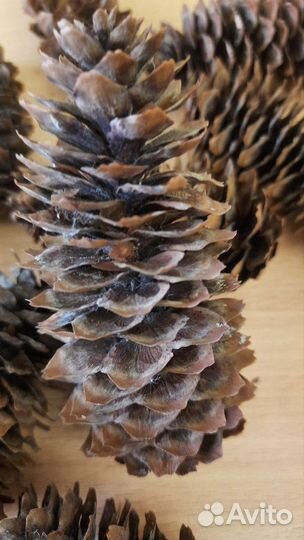 Шишки еловые