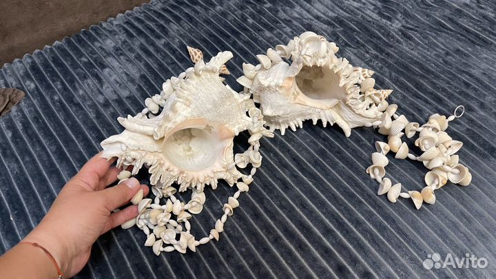 Морские ракушки раковины