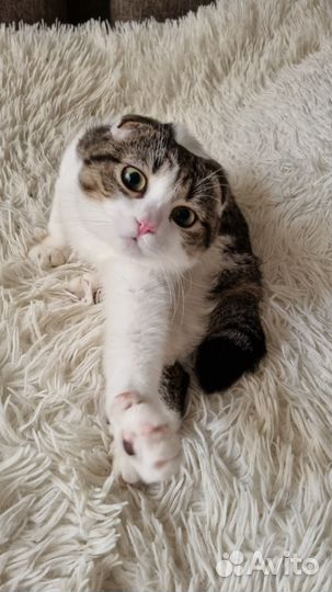 Шатланский вислоухий кот