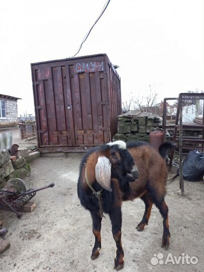 Нубийский козел на племя
