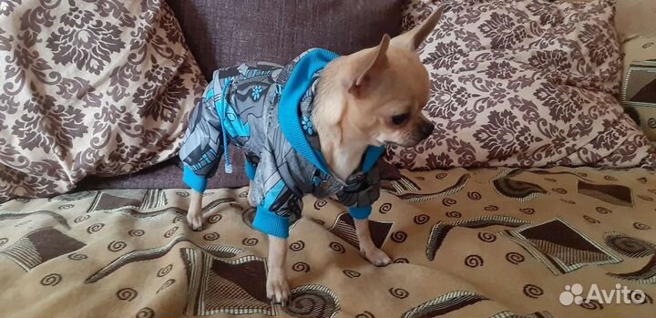 Комбинезон для собак