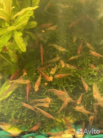 Аквариумные креветки, мох, сом