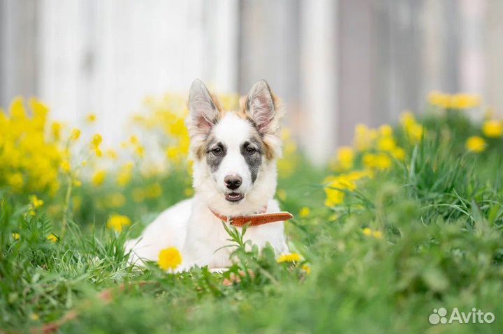 В дар щенок