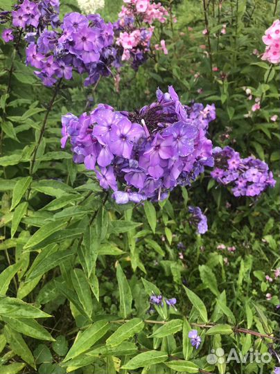 Флоксы/лилейник/астильба