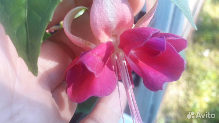 Подросшие черенки фуксий