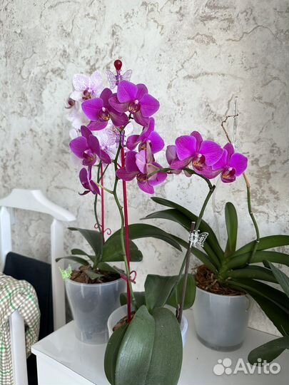 Орхидея фаленопсис