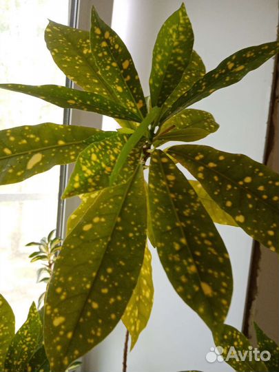 Бересклет японский, Кротон/Кодиеум Голден Сан