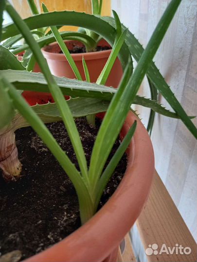 Растение алоэ