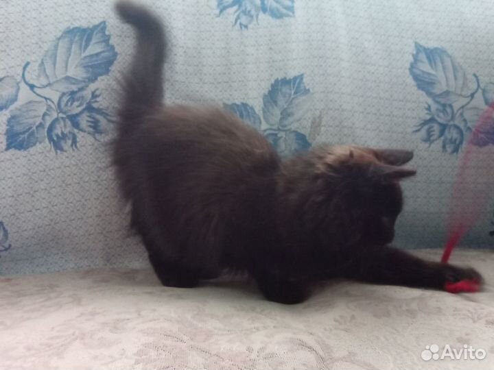 Малышка в дар