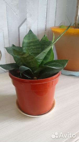 Сансевиерия