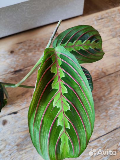 Маранта триколор фасцинатор