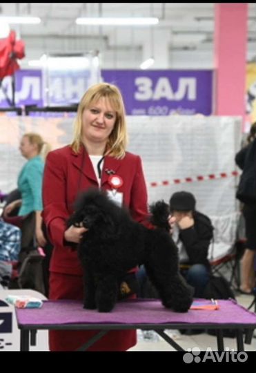 Инструктор по вязке собак