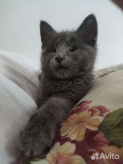 Котёнок, малыш слепой, инвалид без глазок