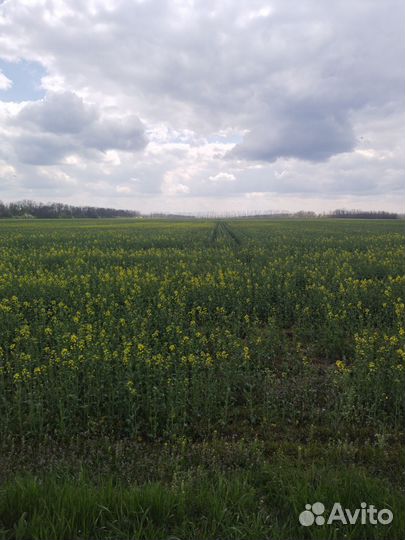 Опрыскивание полей дроном