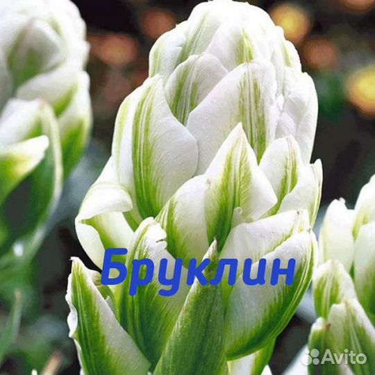 Чудо-тюльпаны