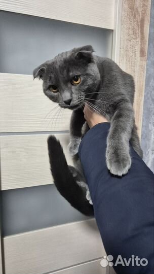 Британский вислоухий кот