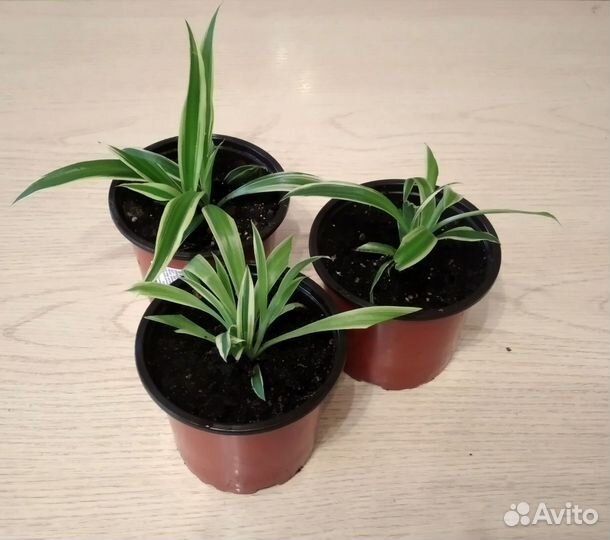 Хлорофитум