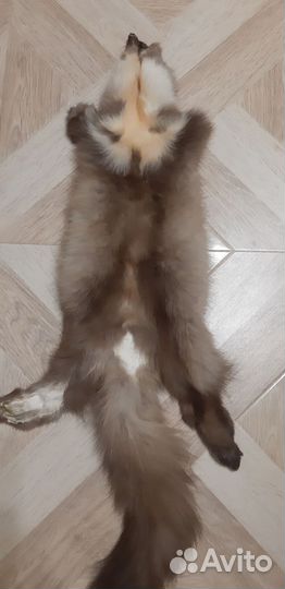 Продам шкуры куницы