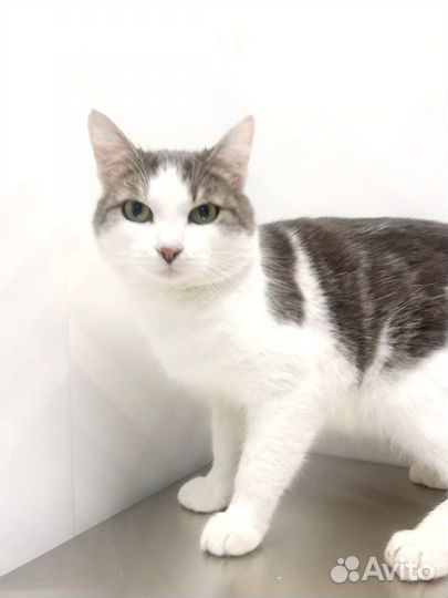 Кот Оскар красавчик ищет дом