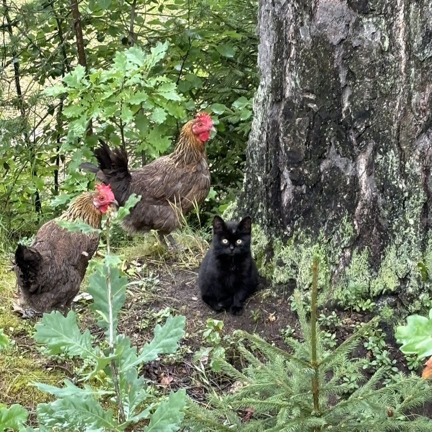 Котята не переживут зиму