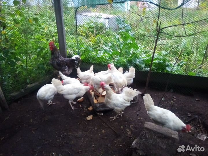 Куры несушки